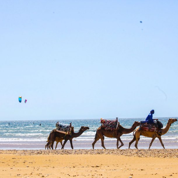 A group of 3 camels walks by the shore in Morocco while 3 Kites are flying on the sky during Kite Sisters Women Kiteboarding Camp